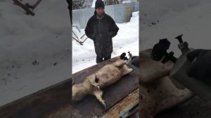 Как палим свинью