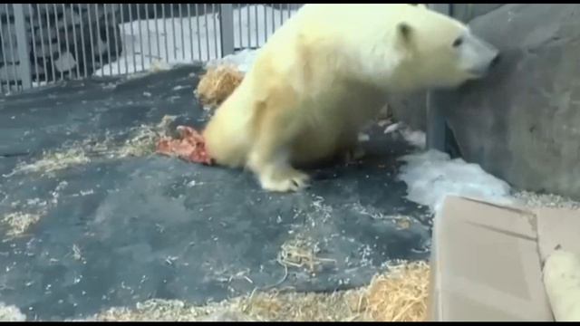 Диксон стал чаще гулять...Dixon began to visit the street more often ... Video of the Moscow Zoo.. смотреть онлайн