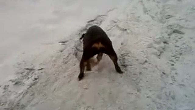 пес-землеройка смотреть онлайн