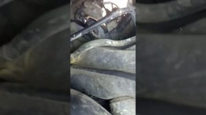 Honda odyssey 1995 замена задней подушки двигателя