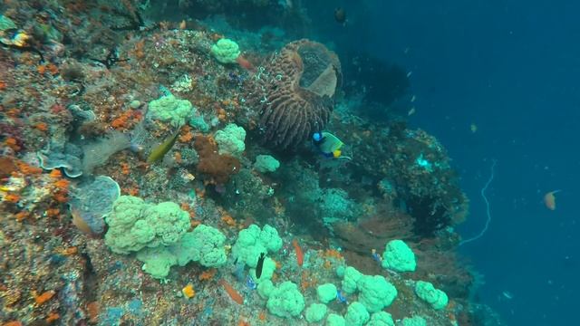 Самые красивые кораллы в мире - Neptune’s fan sea! смотреть онлайн