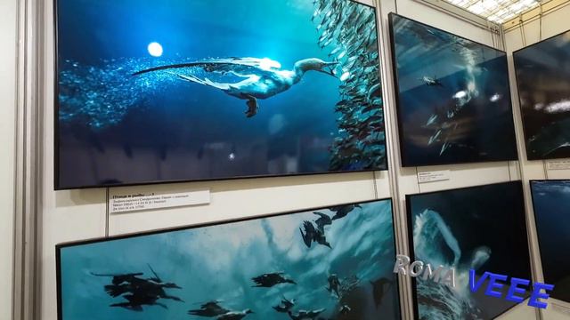 Московское Дайв Шоу 2024 / Moscow Dive Show 2024 / Выставка Водного Человека 2024 смотреть онлайн