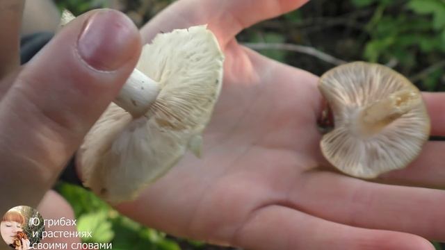 РЯДОВКА МАЙСКАЯ. Чем отличается Рядовка майская от Энтоломы садовой