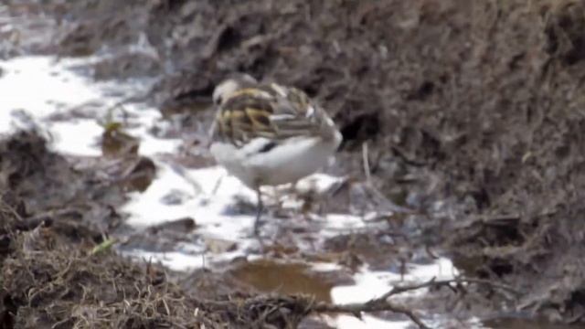 Плавунчик круглоносый смотреть онлайн