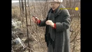 Обрезка яблони весной: главные правила