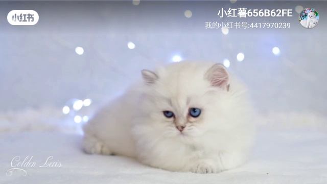 Чистокровный британский мальчик