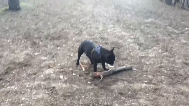 Я знакома с Нюшей Кабачок класс!🐶 смотреть онлайн
