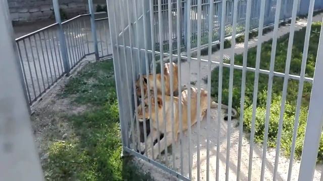 Зоопарк Симферополя, море впечатлений смотреть онлайн