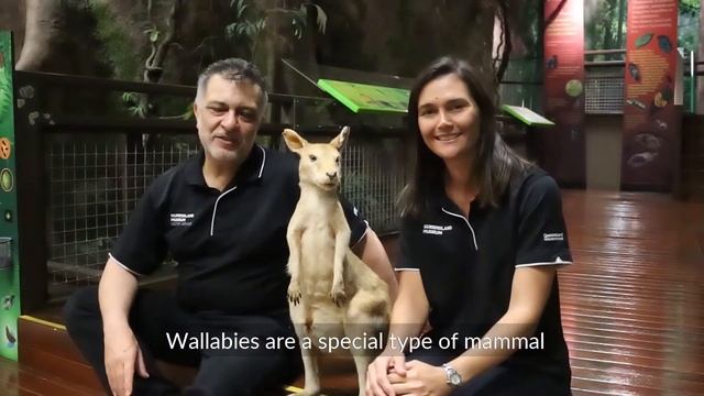 Little Learners | Wallaby | Queensland Museum Network смотреть онлайн