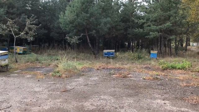 ЭЛЕКТРИЧЕСКИЕ ПОЛЯ И МЕДОНОСНЫЕ ПЧЁЛЫ. смотреть онлайн