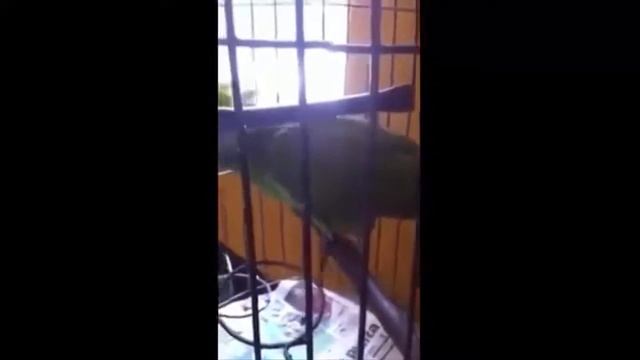 Попугай плачет как ребёнок. Попугаи тоже плачут. смотреть онлайн