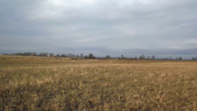 Курцхаар Райт и пойнтер Готье смотреть онлайн