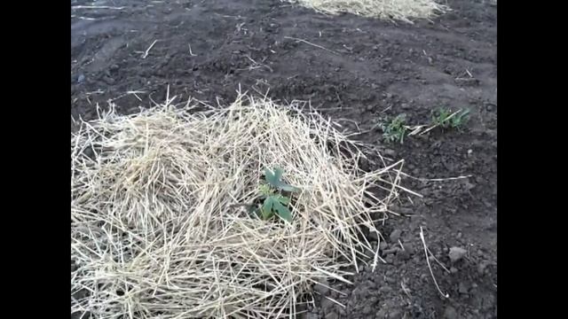 Нормировка винограда соцветиями . Нормировка инжира . Мульчирование . смотреть онлайн