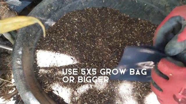 White Snake Plant Care / Sansevieria Bantel's Sensation Propagation смотреть онлайн