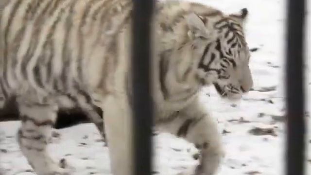 Бенгальские тигры 5 ноября 2015 года смотреть онлайн
