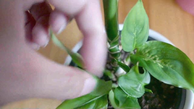 Dieffenbachia Dumb Cane Easy Houseplant Care смотреть онлайн