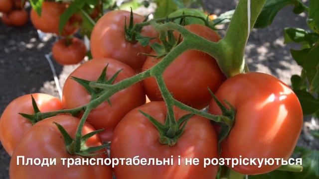 Томат Пінк Делайт F1 в Україні смотреть онлайн