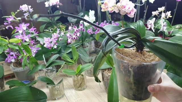 Зимнее цветение 2023. Часть 1 смотреть онлайн