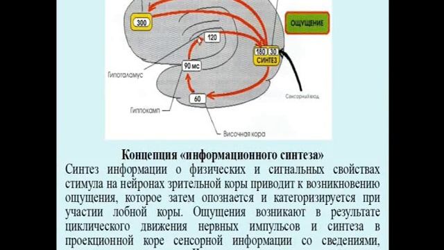 Психофизиология сознания  Лекция 9