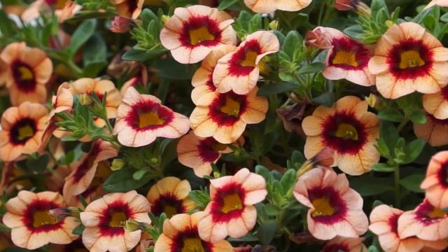 Spring Trials Highlights EN смотреть онлайн