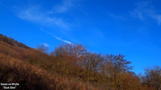 Охота на фазана с ягдтерьерами! Pheasant hunting with Jagdterrier. смотреть онлайн