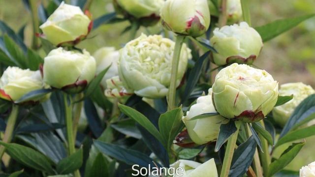 Лавандовые и зеленые пионы. Сорта. смотреть онлайн