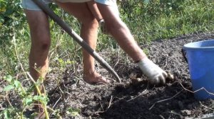 Картофель Зекура, что было получено из 10 картофелин за 2 года