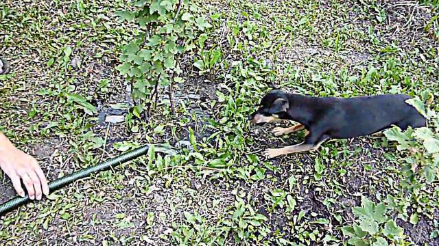 Загрызу тебя вода смотреть онлайн