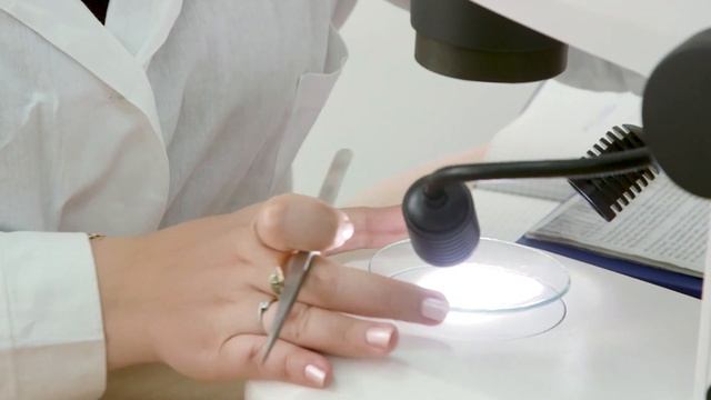 Спасти детеныша летучей мыши пытаются ученые Института X-bio ТюмГУ смотреть онлайн