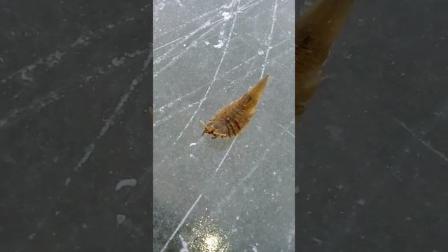 Морской таракан. смотреть онлайн