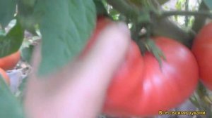 Томат: Сорт Розовый Гигант