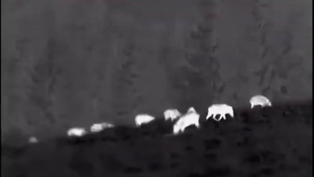 Pulsar Helion Xq 50 F