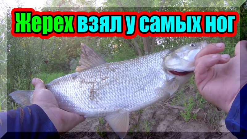 Когда жерех жирует, ловить его легко и просто. Ловля жереха на спиннинг. Рыбалка на реке. смотреть онлайн