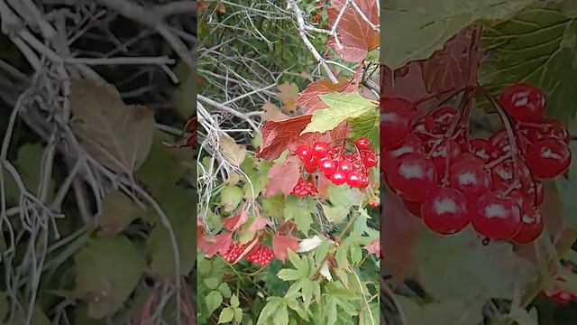 Алтай,калина красная. смотреть онлайн