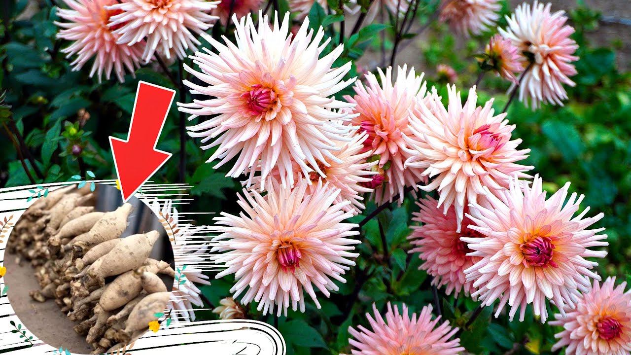 Это лучший способ хранения георгинов зимой! Как зимой хранить георгины? Где хранить георгины? смотреть онлайн