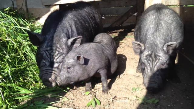 Вьетнамская вислобрюхая свинья смотреть онлайн