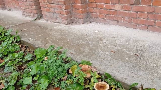 Зимние опята !! Курск ул.Димитрова 66 ! смотреть онлайн