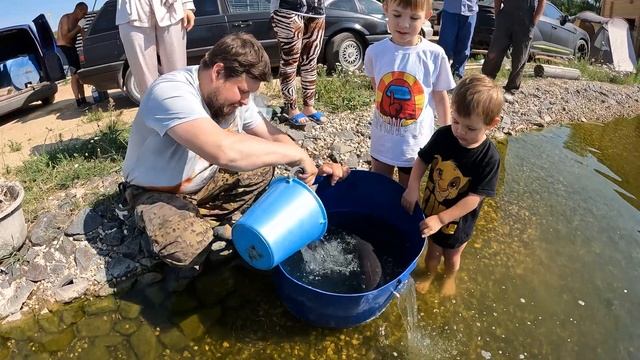 СУПЕР Зарыбление: черный зубастый амур, гигантский гибридный карп, осетр альбинос и золотые рыбки. смотреть онлайн