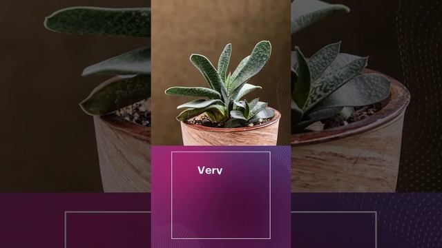 Gasteria ‘Little Warty’ | #shorts | Gasteria little warty care |MOODY BLOOMS смотреть онлайн