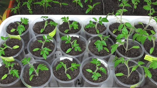 ПЕРВЫЙ ПОЛИВ ТОМАТОВ ПОСЛЕ ПИКИРОВКИ. Ольга Чернова. смотреть онлайн