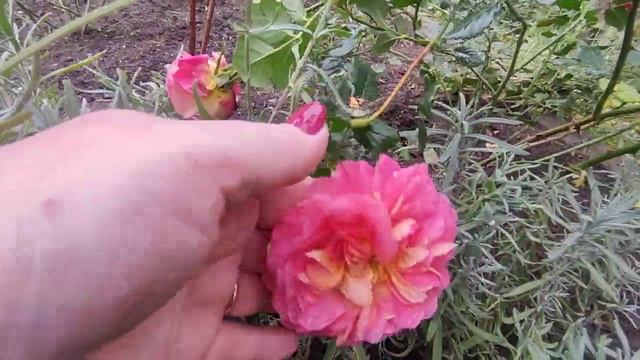 ЛАВАНДА из семян за сезон ?? смотреть онлайн