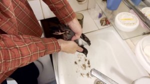 Промывание зоба голубю - уникальный действенный способ - помощь при закупорке зоба