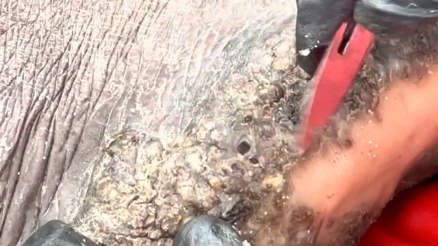 Moses’s part C on the right foot - watch this and 1000s other jigger videos @riseupsociety.net смотреть онлайн