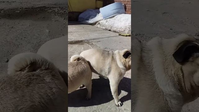 Вязка мопсов смотреть онлайн