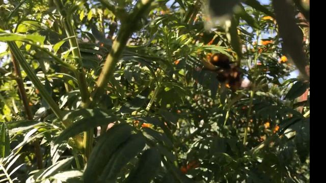 Шершень или оса-убийца атакует/A wasp or a hornet-killer is attacking смотреть онлайн