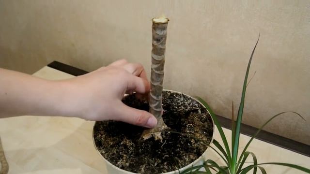 Драцена Размножение драцены Черенкование драцены Dracaena смотреть онлайн