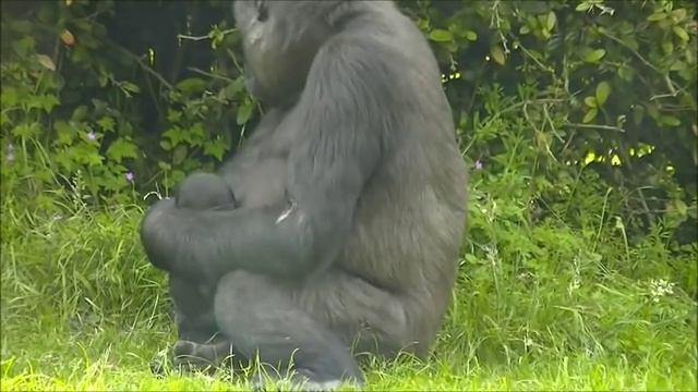 Babysitter Shaila @Burgers' Zoo - 2 June 2014 part 2 смотреть онлайн