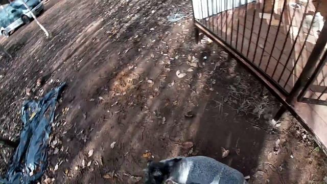 Миттельшнауцер разбила нос, Парк северных волков в Санкт-Петербурге. Остался на хозяйстве один. смотреть онлайн