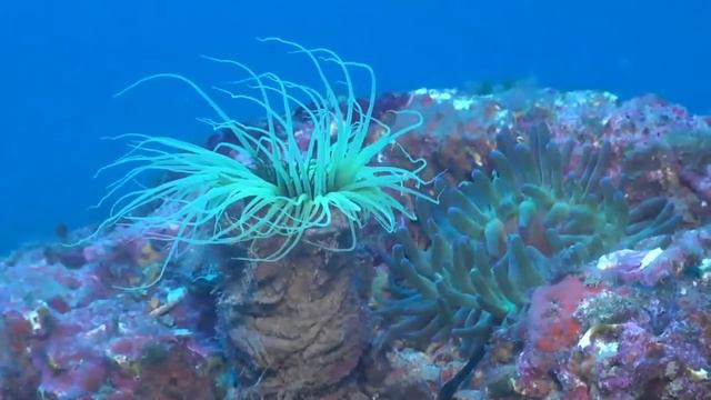 Cadaques Siempre Кадакес Навсегда Cadaques Forewer full version смотреть онлайн