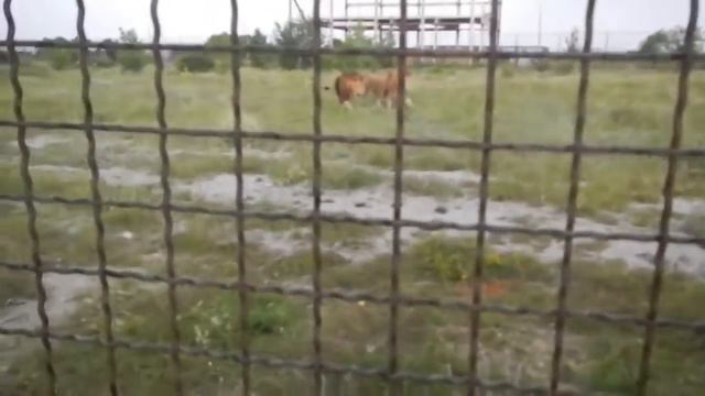 Елена Желябова: Какое же это удовольствие! Elena Zhelyabova: treating the lion's pride! смотреть онлайн